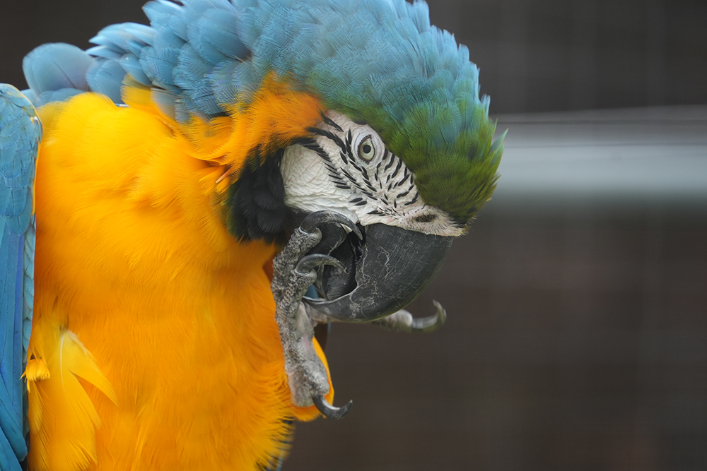 ルリコンゴウインコのクチバシ